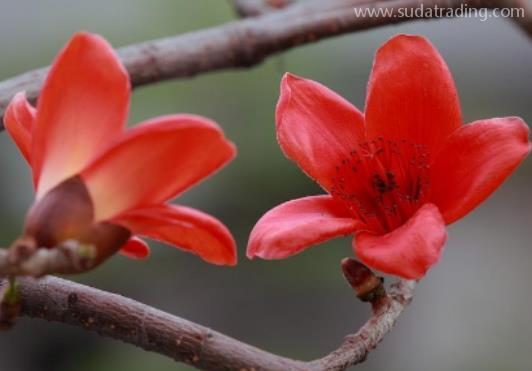 木棉花進(jìn)口報(bào)關(guān)清關(guān)流程詳解