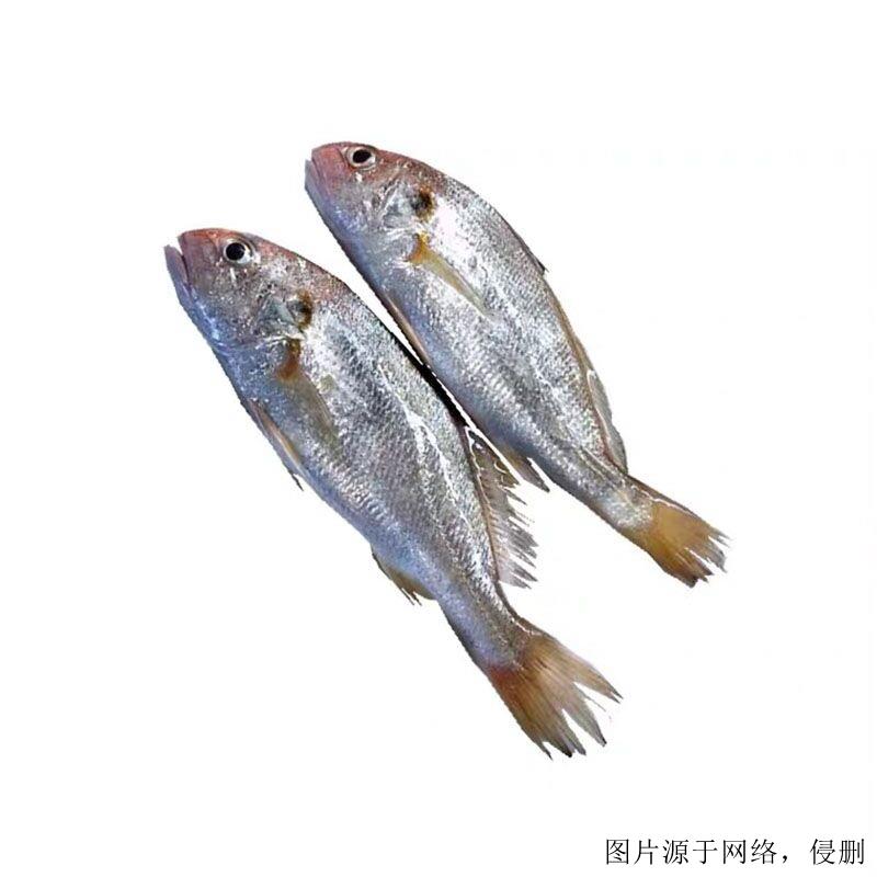 越南白姑魚進口清關(guān)流程-19年廣州水產(chǎn)品進口報關(guān)行